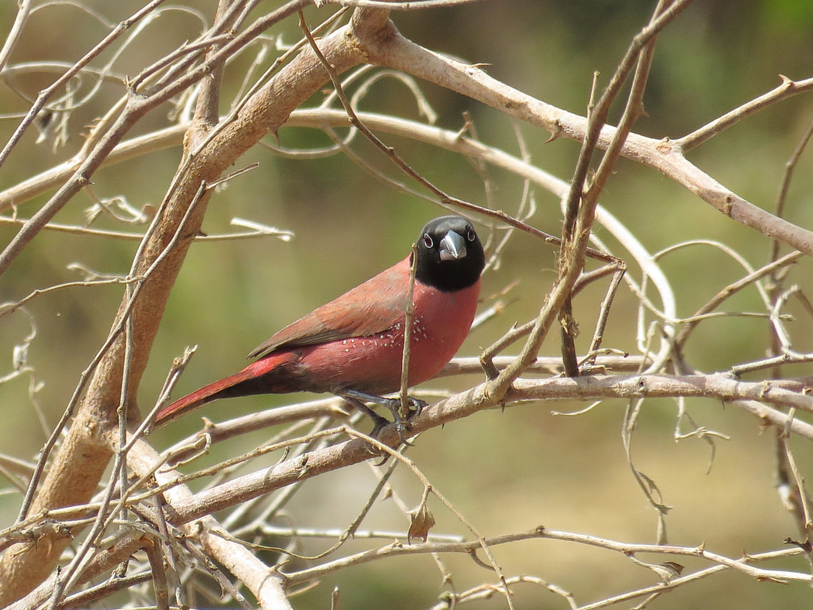 image Black-faced Firefinch